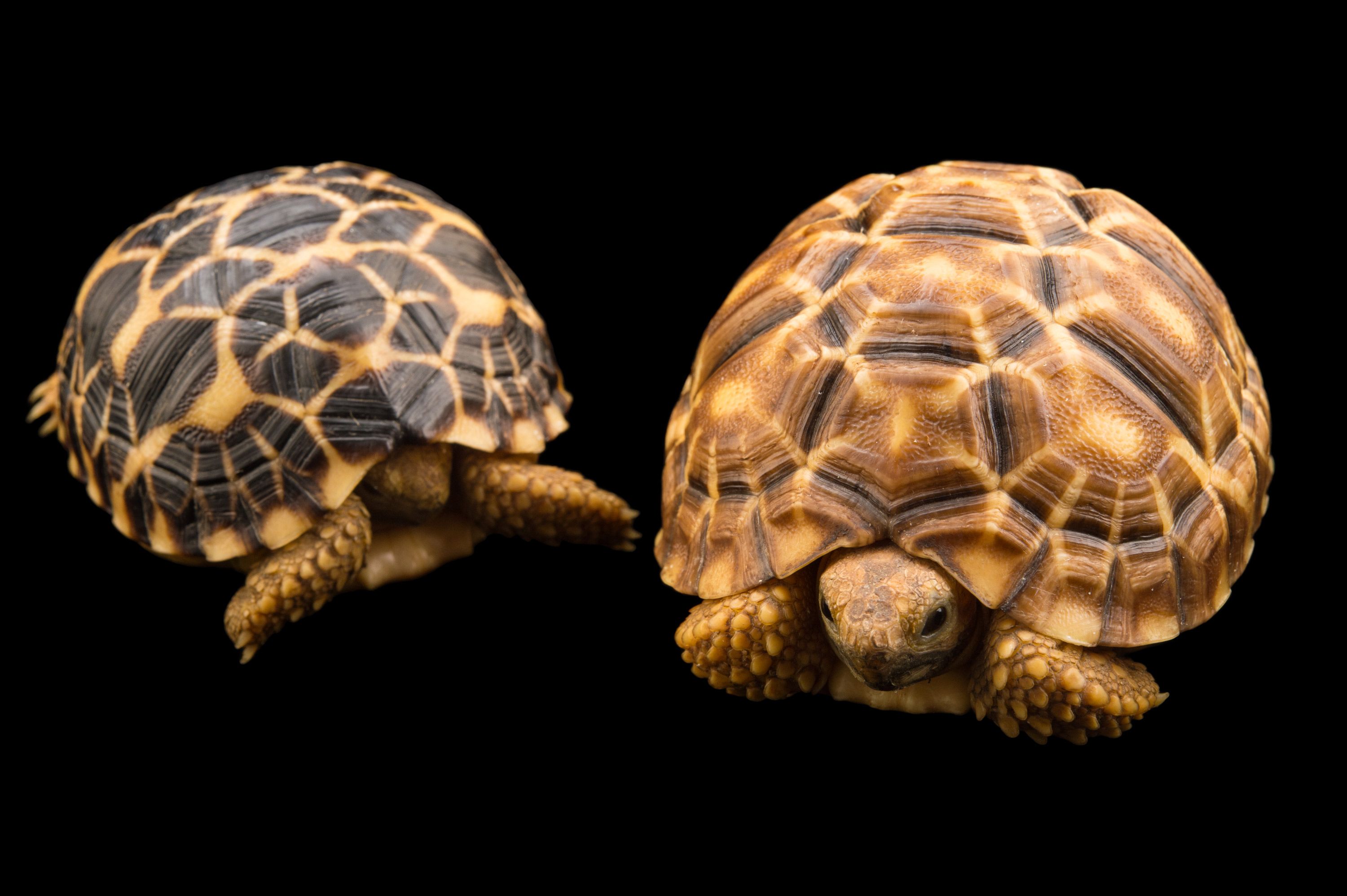 burmese-brown-tortoise