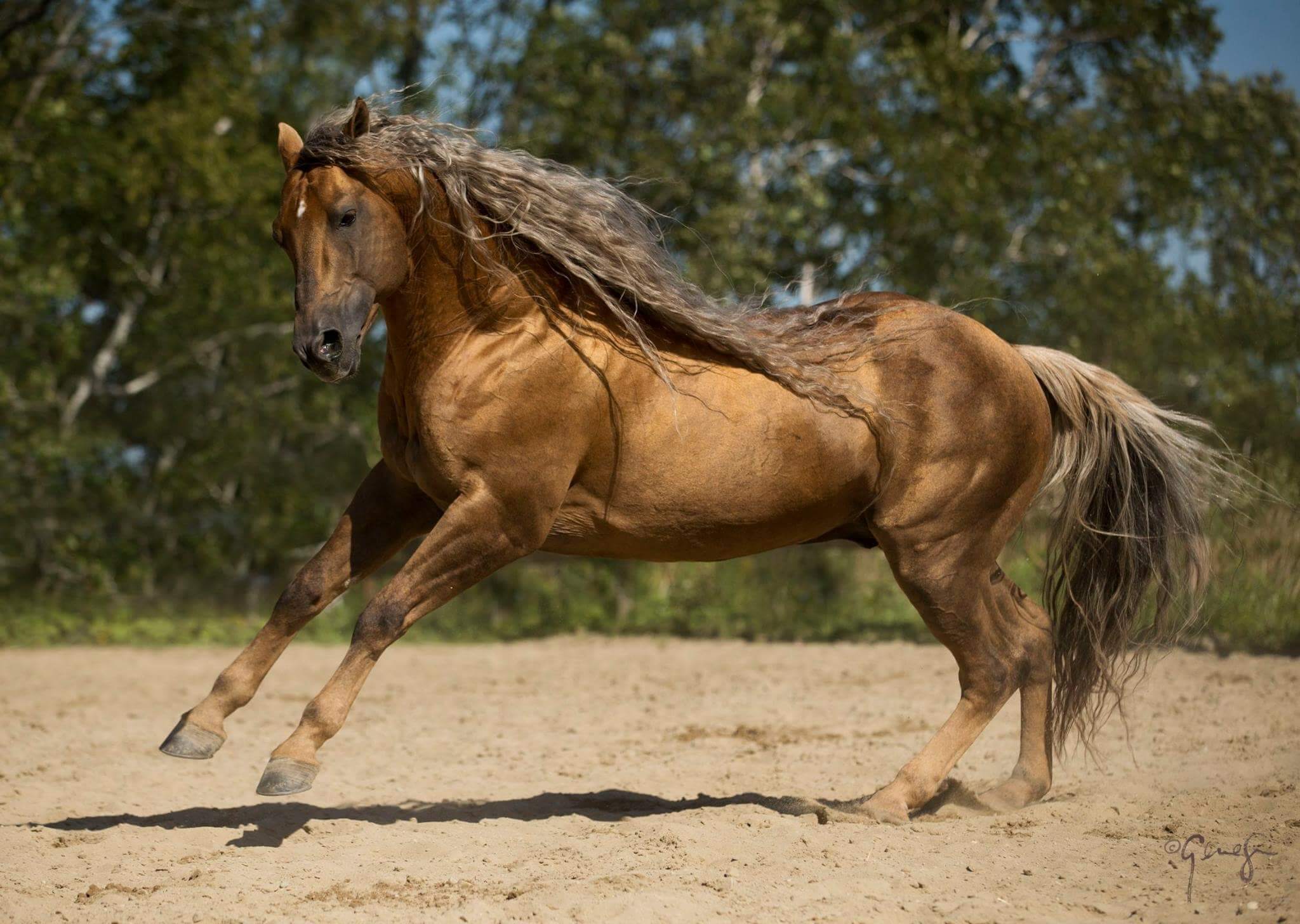 American Quarter Horse(Origin, Characteristics & More 2020)