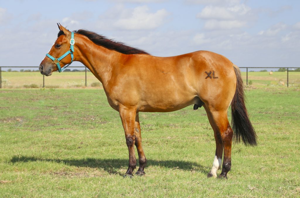 American Quarter Horse(Origin, Characteristics & More 2020)