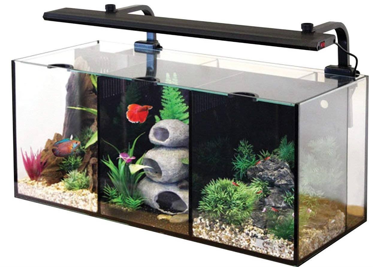 Best Betta Fish Tank Accessories Betta tank decor : 15 best betta fish tanks the ultimate list heavy com