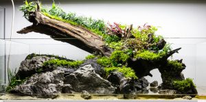 Rock in Aquascaping | Best Aquarium Hardscape Rock and Wood