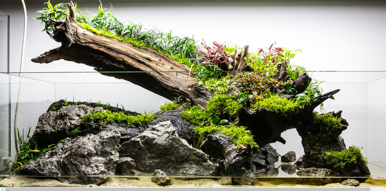 Aquascaping - Arranging rocks and wood and plants in a way that is pur 