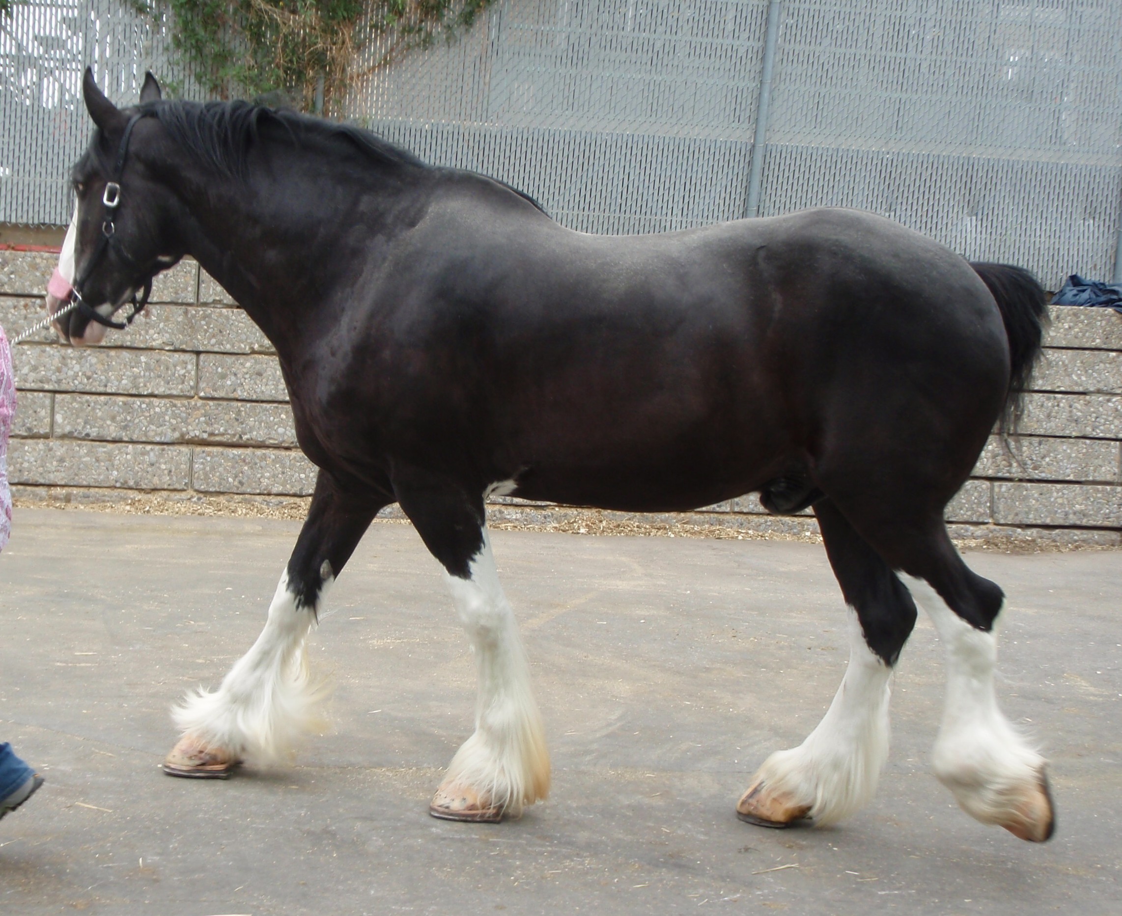 belgian-horse