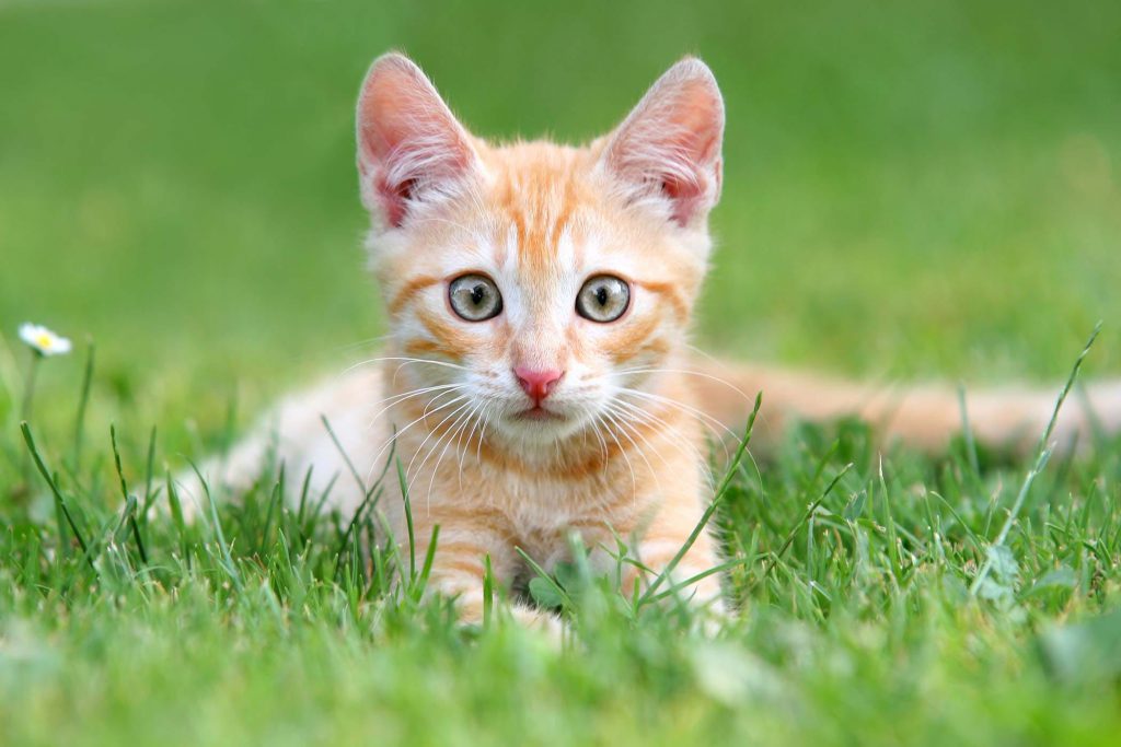 Cat Ear Infection Basic Information, Treatment & Details