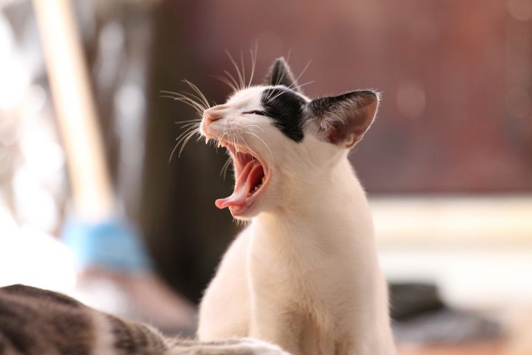 Cat Runny Nose Eyes & Sneezing Symptoms + Causes