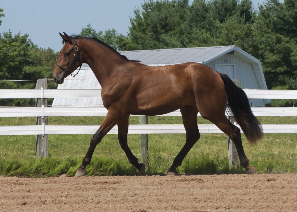 Dutch Warmblood (origin, Character, Breed & More 2002)