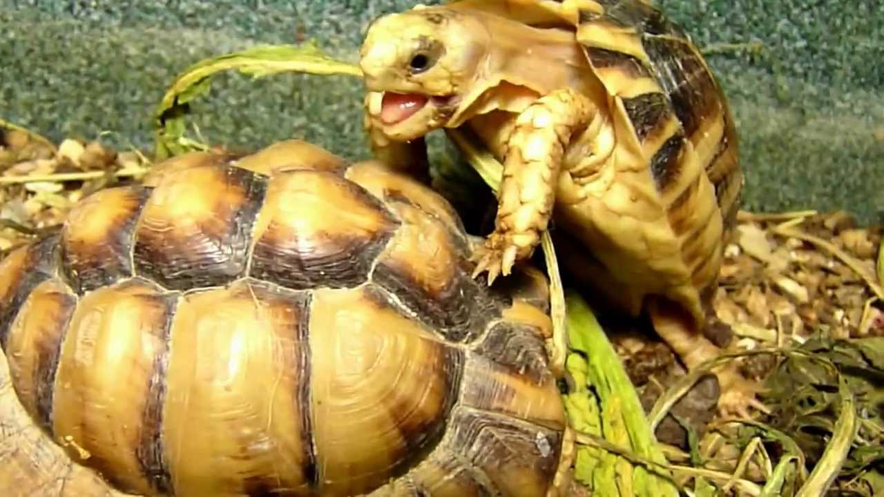 what-turtles-eat