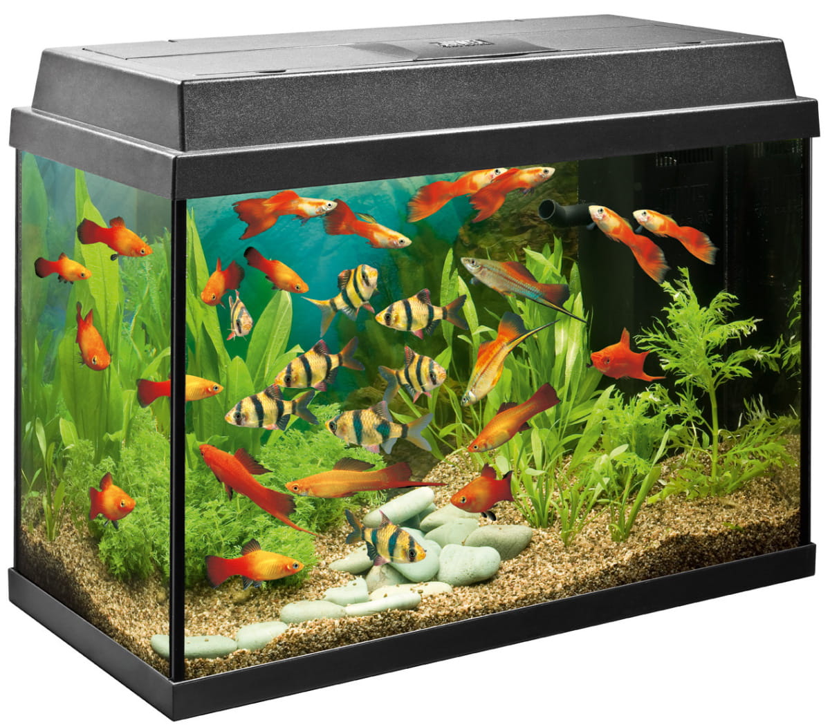 Aquarium Fish Care & Guide | Setting Up Your First Aquarium