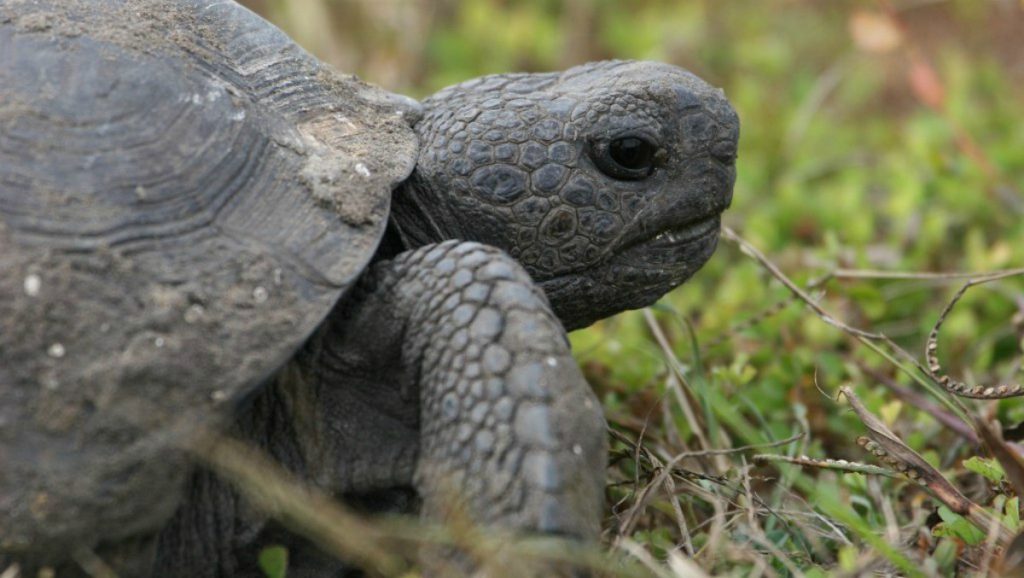 Florida Gopher Tortoise Care Tips, Habit, Breeding | Review 2020