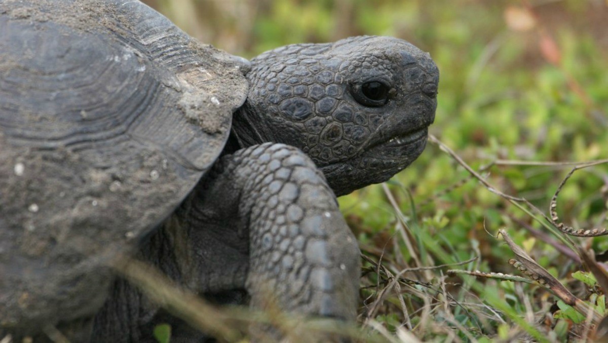 gopher tortoise pet