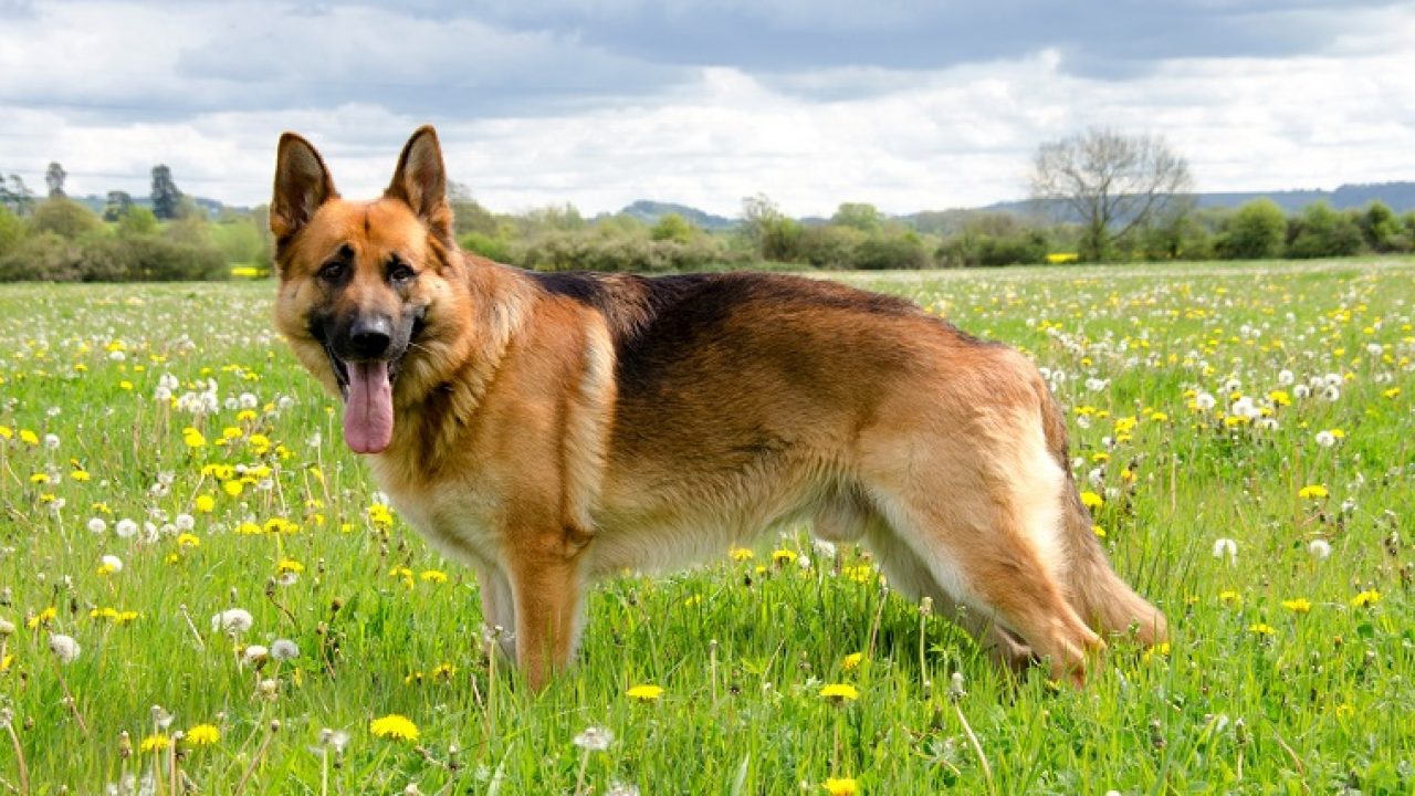German Shepherd Dog Breed - History, Health, Characteristics