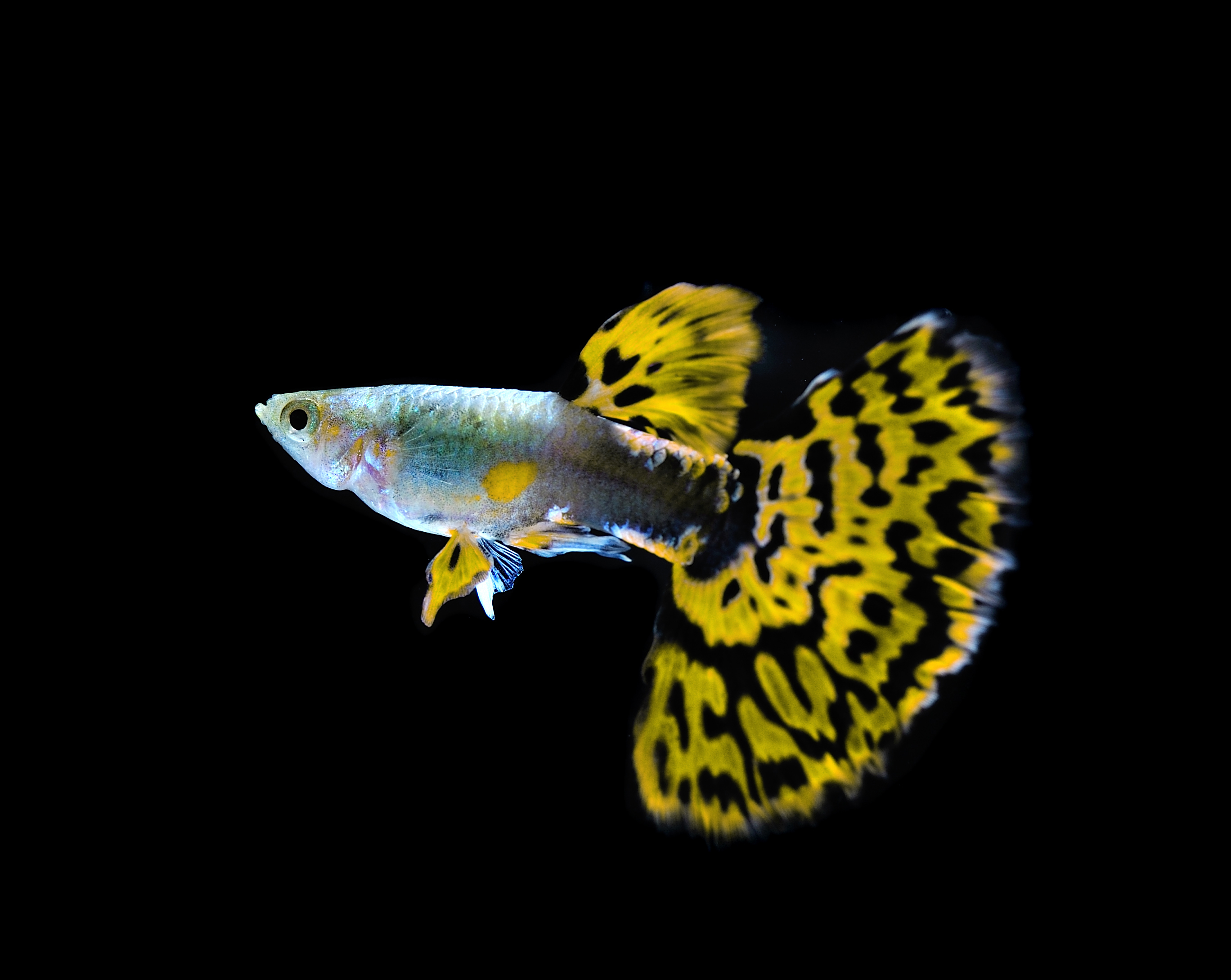 How-Do-Guppies-Breed