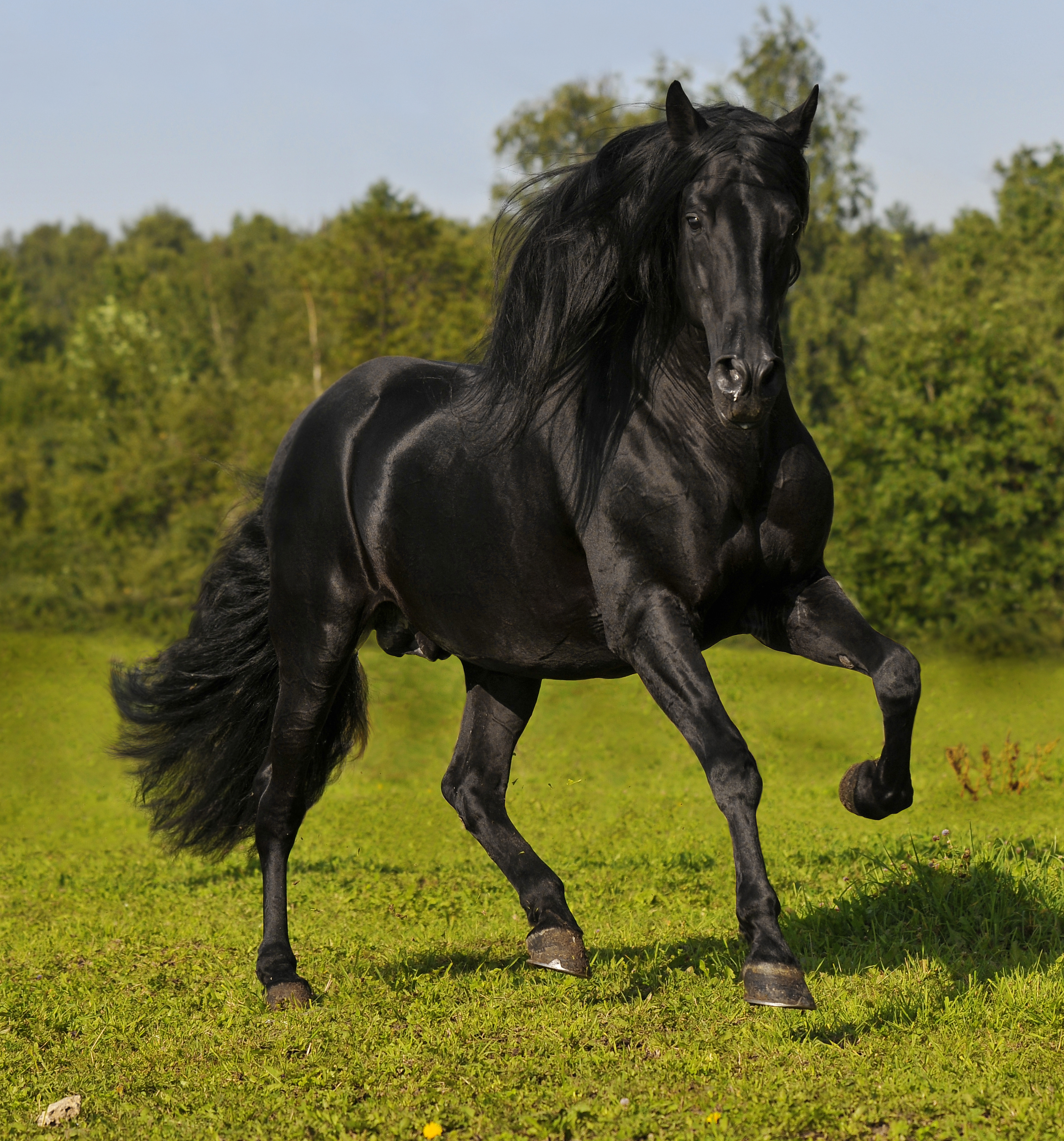 andalusian-horse-character