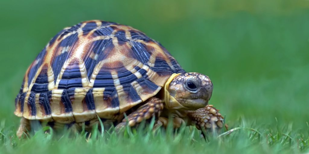 Pet Tortoises | Information About 3 Best Tortoises