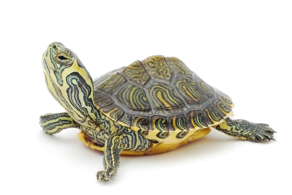 Do Tortoises Make Good Pets? Read Experts Guide And Reviews