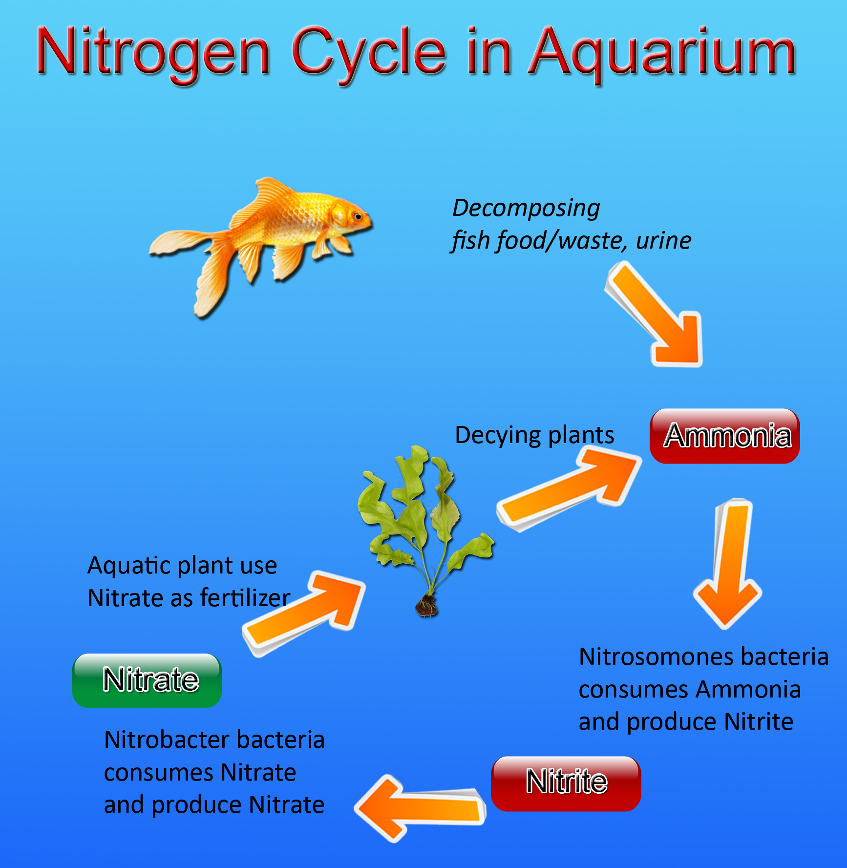 Best Information About Aquarium Water Cycle & Tap Water
