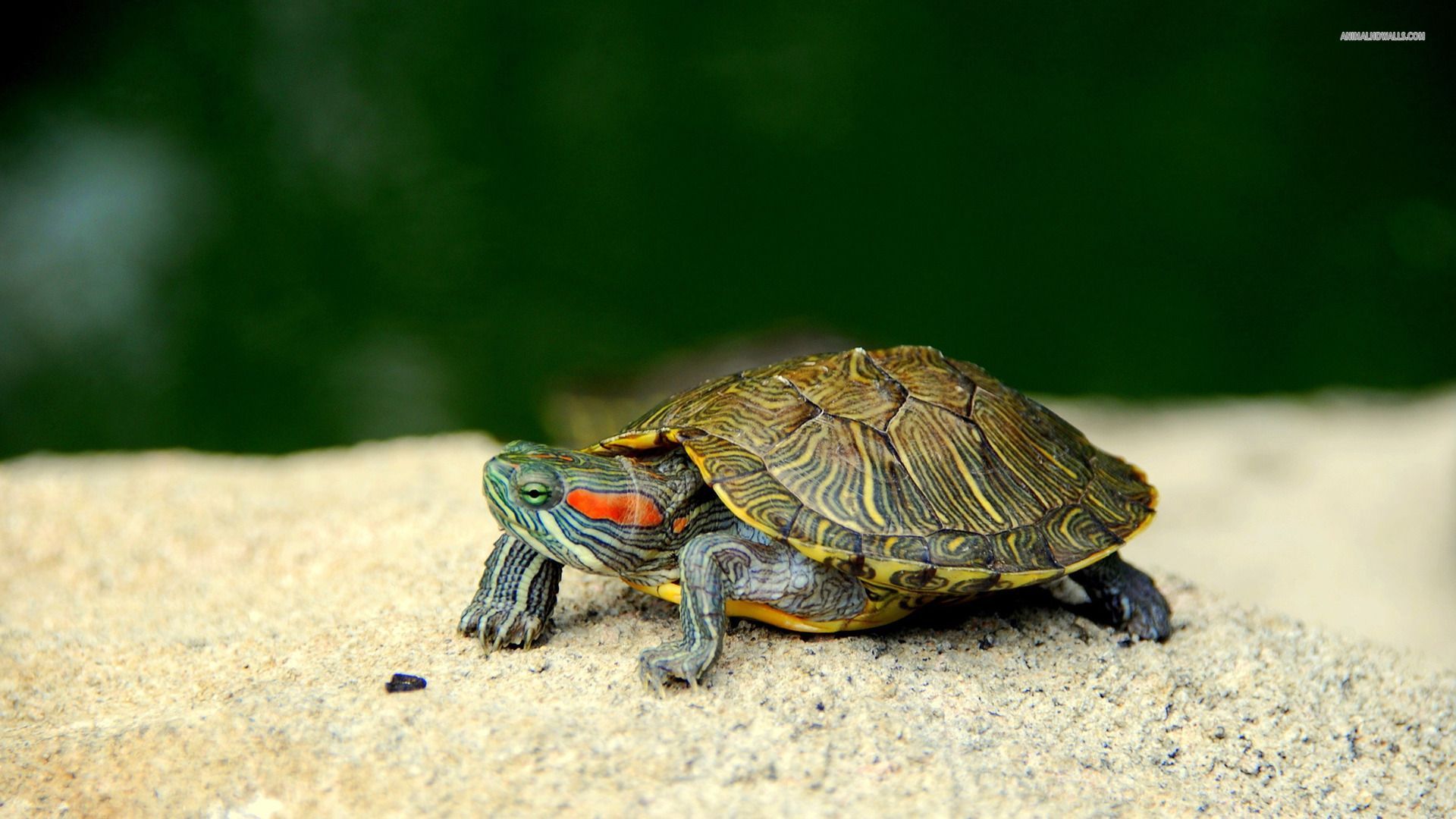 Red-Eared-Turtle