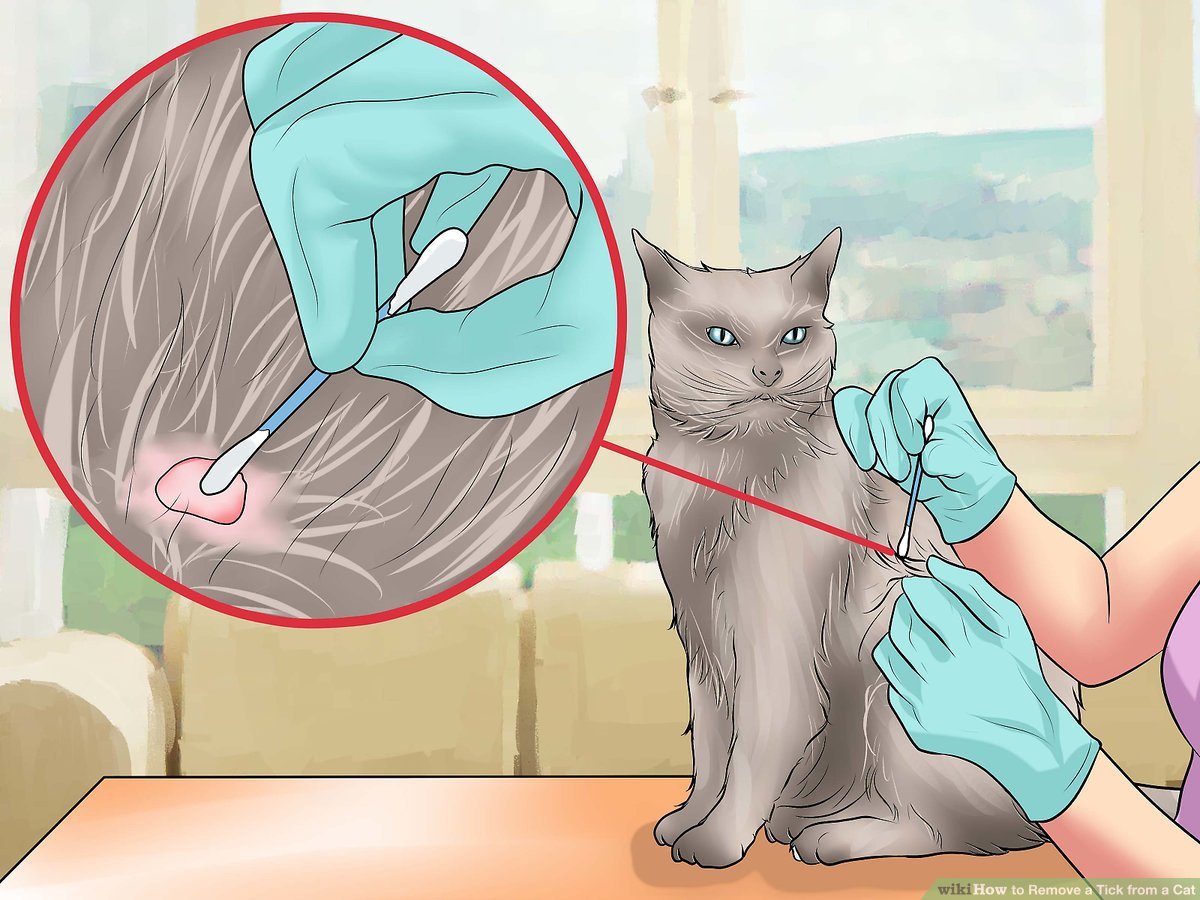 Cat Tick Treatment, Symptoms, & Precautions