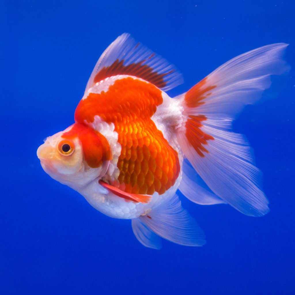 Pearlscale Goldfish