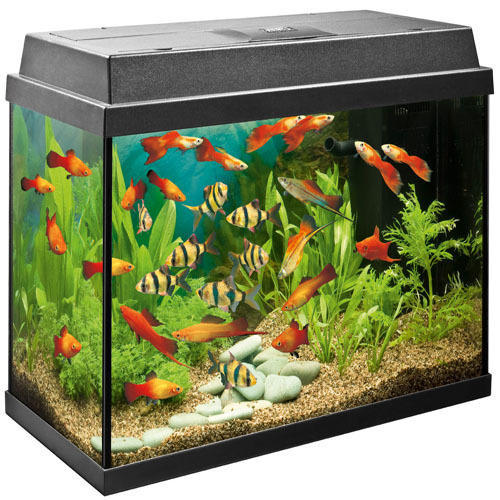 fish tank cost