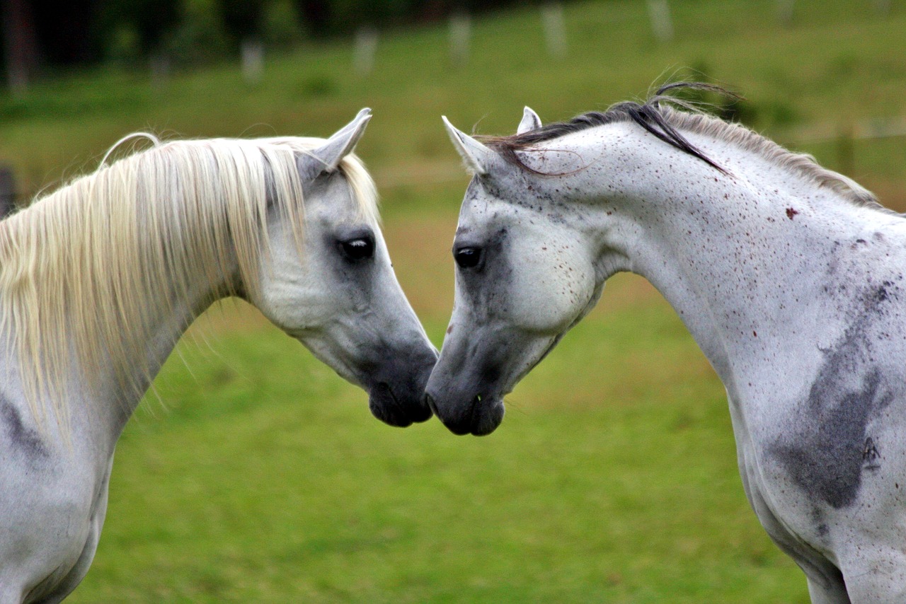 Arabian horse