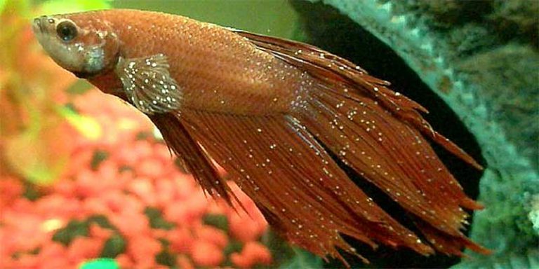 Betta Fish Diseases How To Treat Betta Diseases.