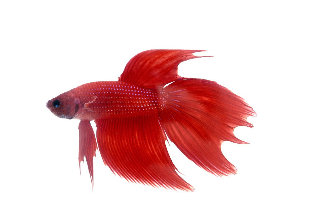 breeding-betta-fish