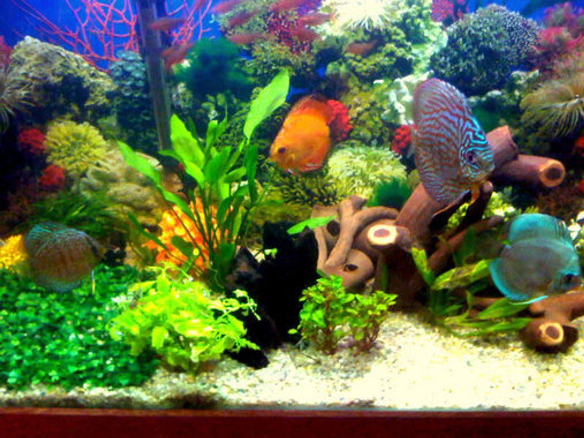 freshwater fish aquarium
