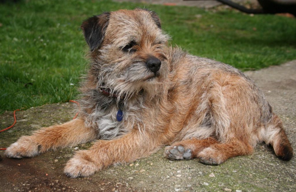 Border Terrier Dog Breed History, Health & Characteristics