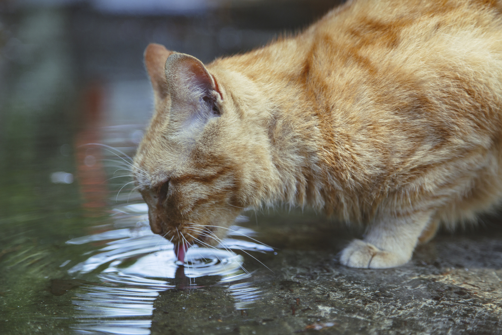 cat-increased-water-intake