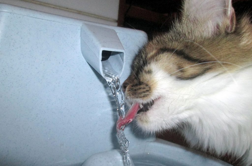 cat-increased-water-intake-diseases