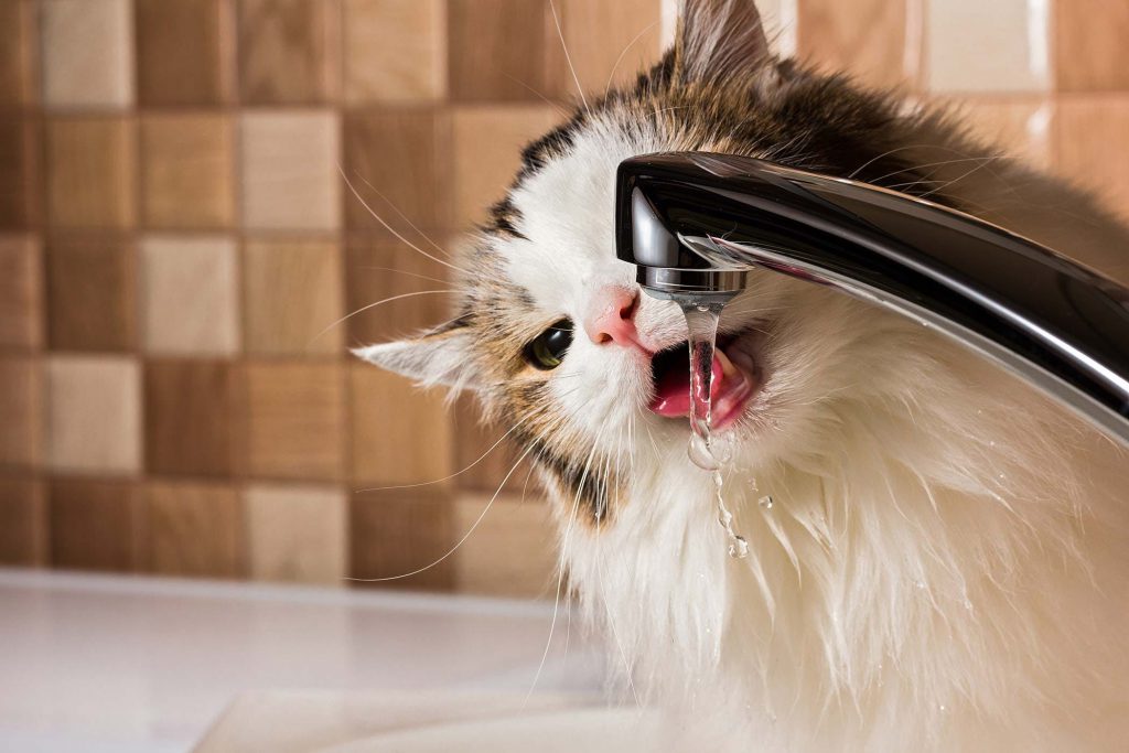 cat-increased-water-intake-leading diseases