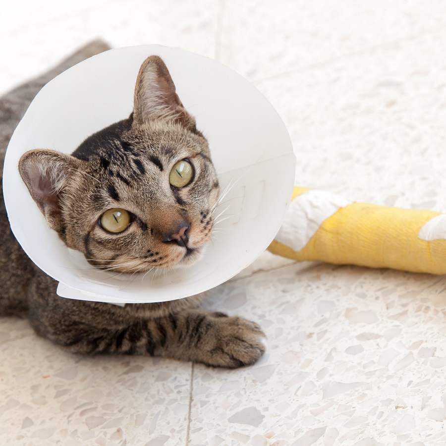 Cat Injury Leg Injury, Eye Injury and Spine Injury