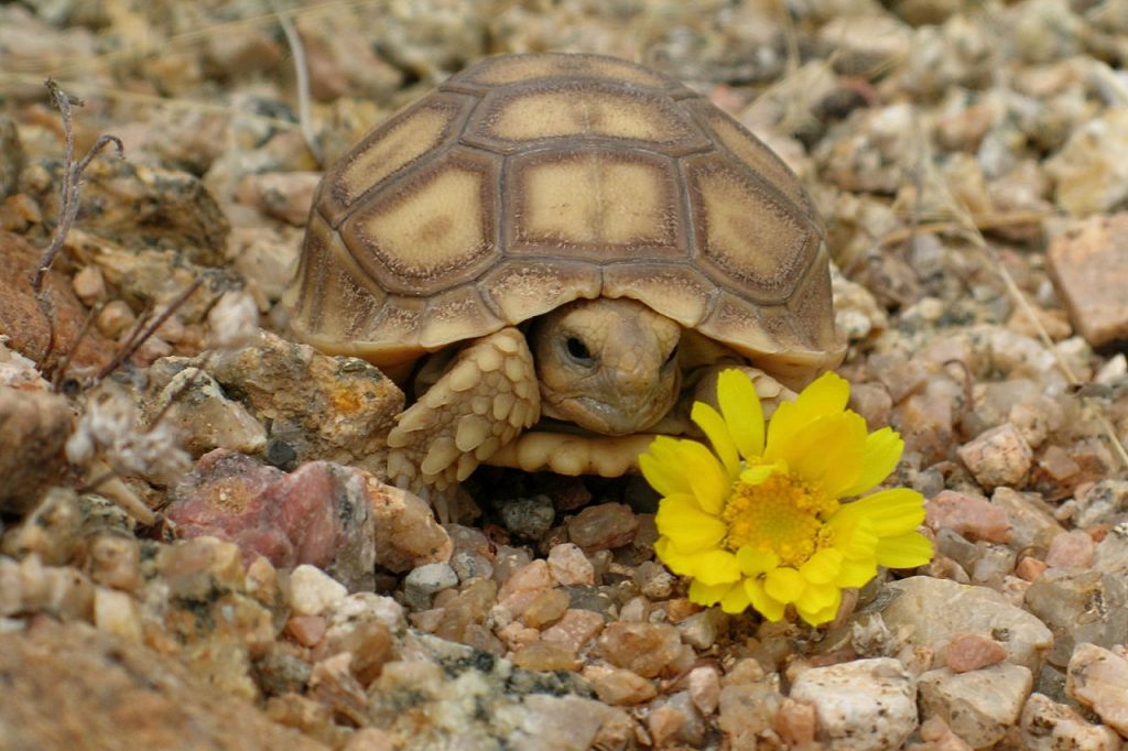 desert-tortoise-housing-basic-requirements-hibernation