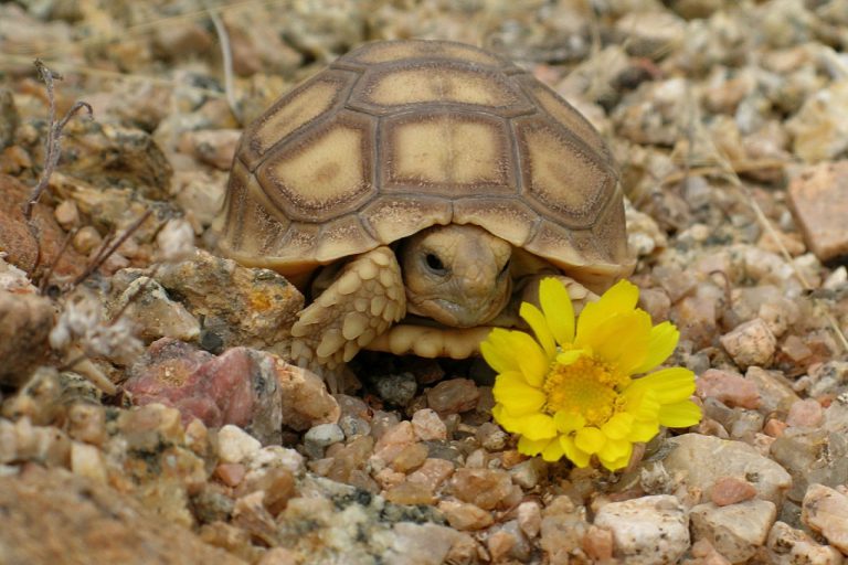 Desert Tortoise Housing, Basic Requirements & Hibernation