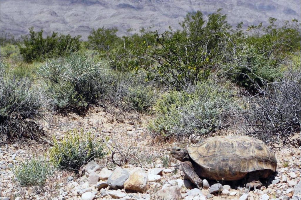 Desert Tortoise - Housing, Basic Requirements & Hibernation