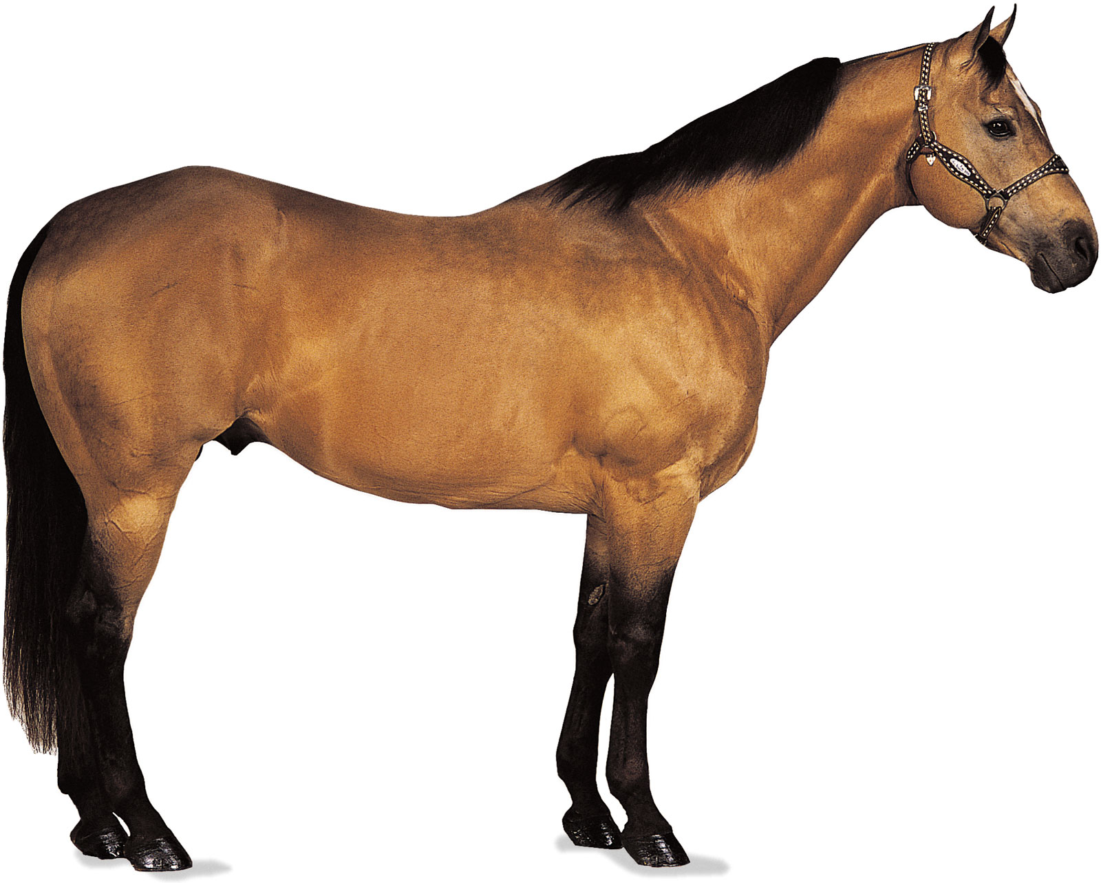 american-quarter-horse-origin