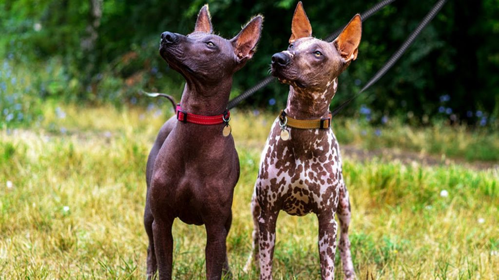 Top 5 most famous Hairless Dog Breeds Information