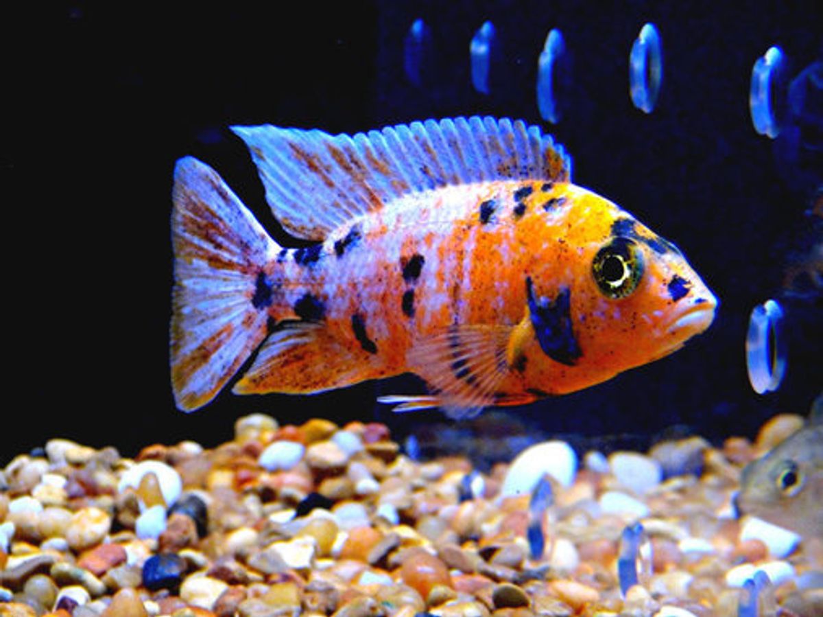 Best Information About Schooling Tropical Fish & Guide
