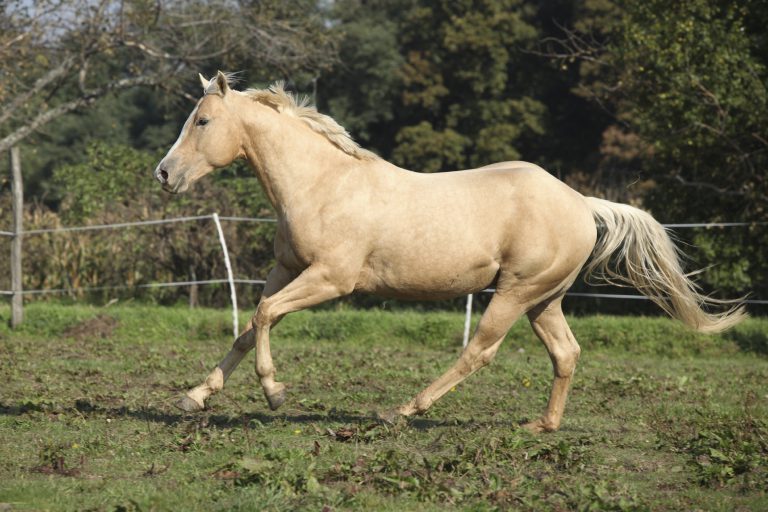 The Palomino Horse Breeds History, Origin & Cost (2020)