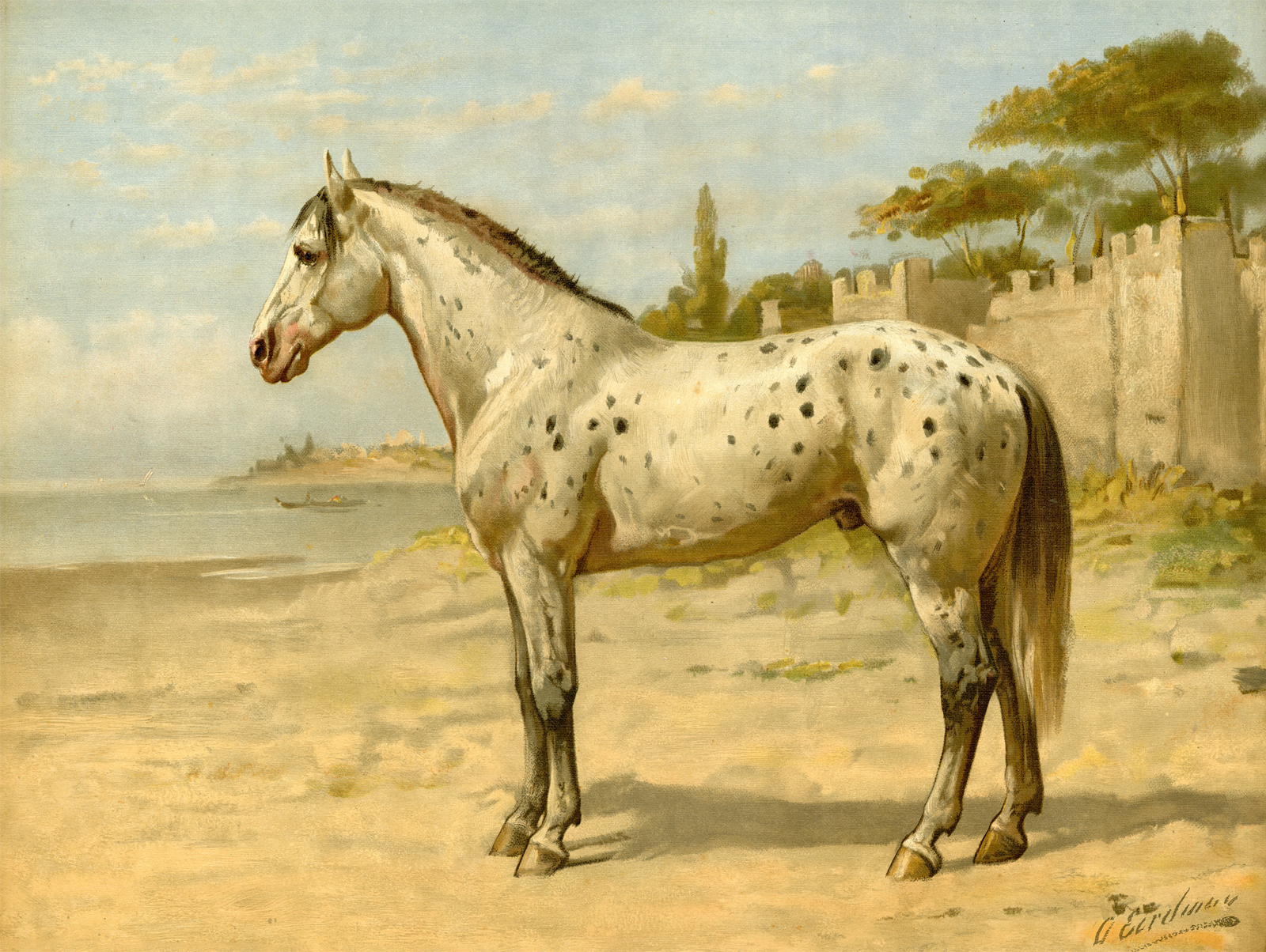 Arabian horse Breed
