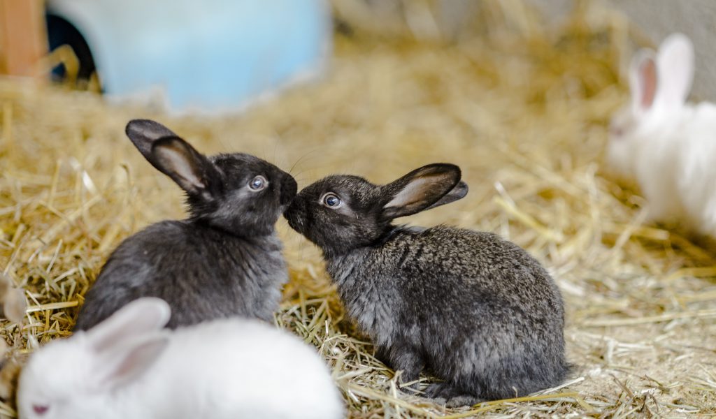 Rabbit Cross Breeding(Mating) Best Information & Guide