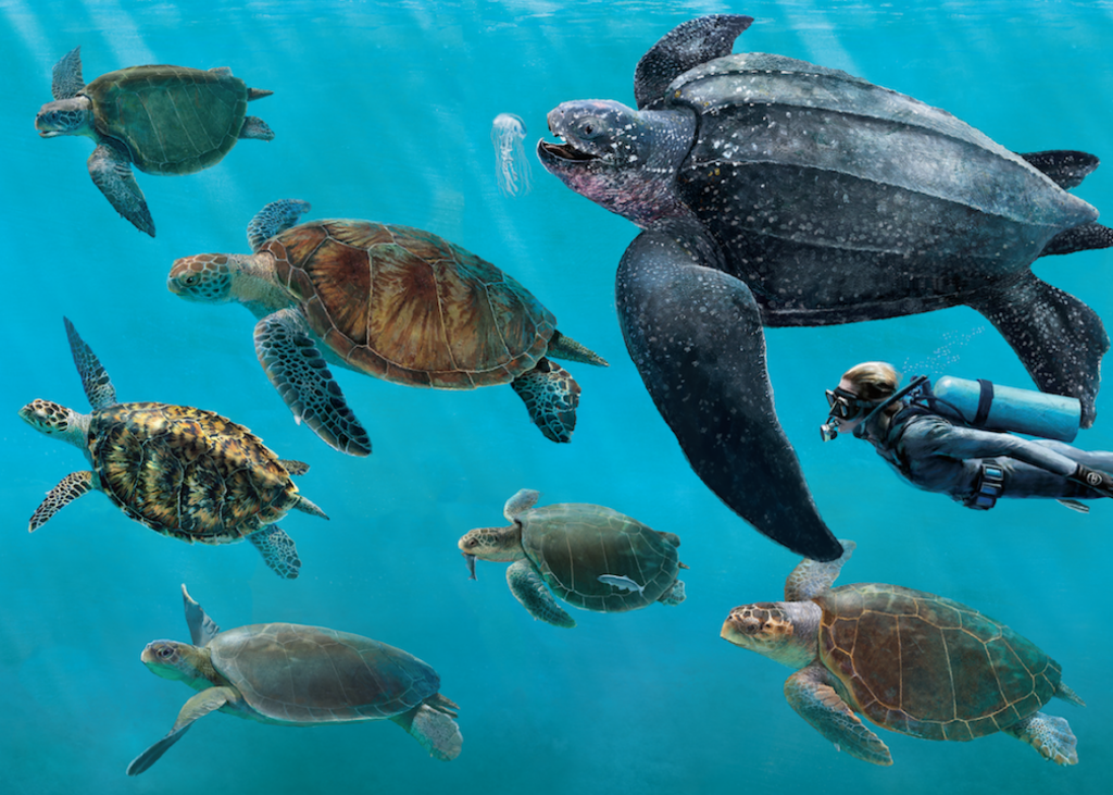 sea-turtle-have-a-look-some-interesting-fact-and-information-2020