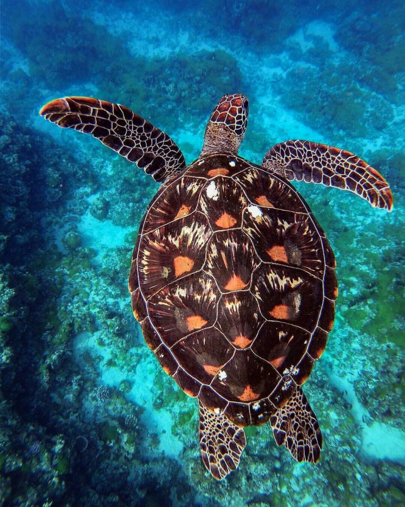 Sea Turtle Have A Look Some Interesting Fact And Information(2020)