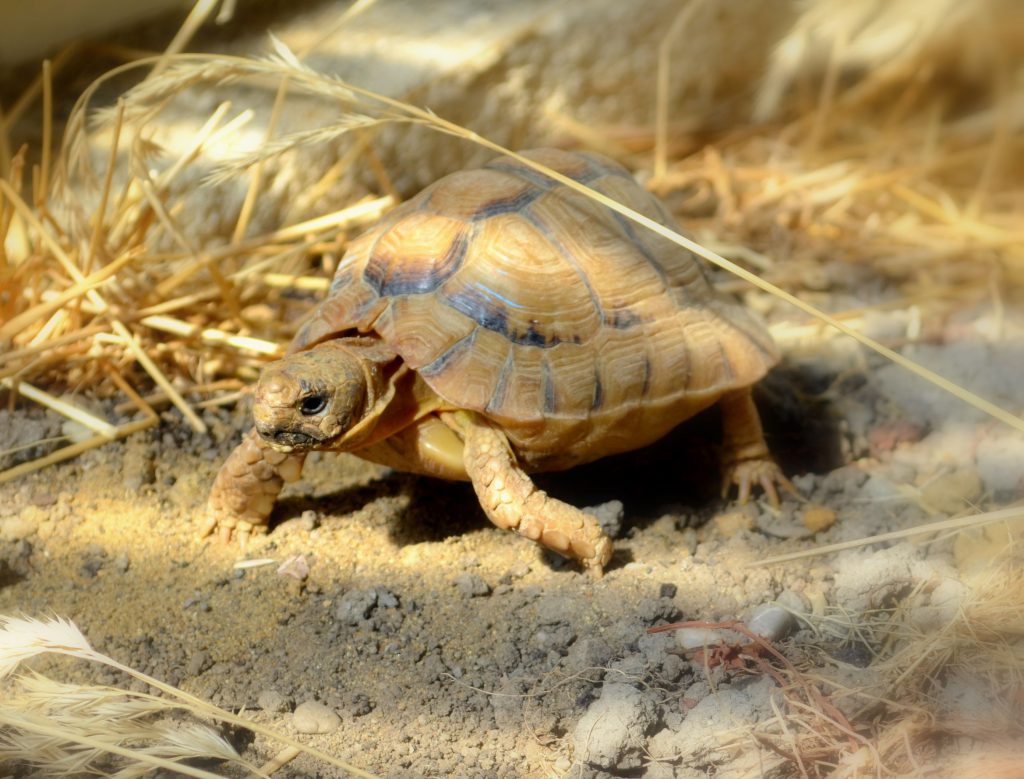 Egyptian Tortoise (Care And Ultimate Guide) By our Experts