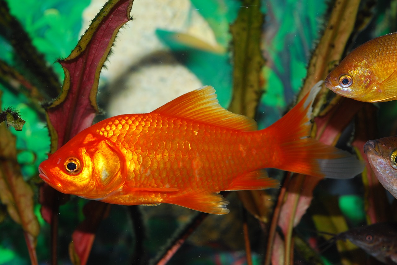 Learn Some New Facts About Goldfish